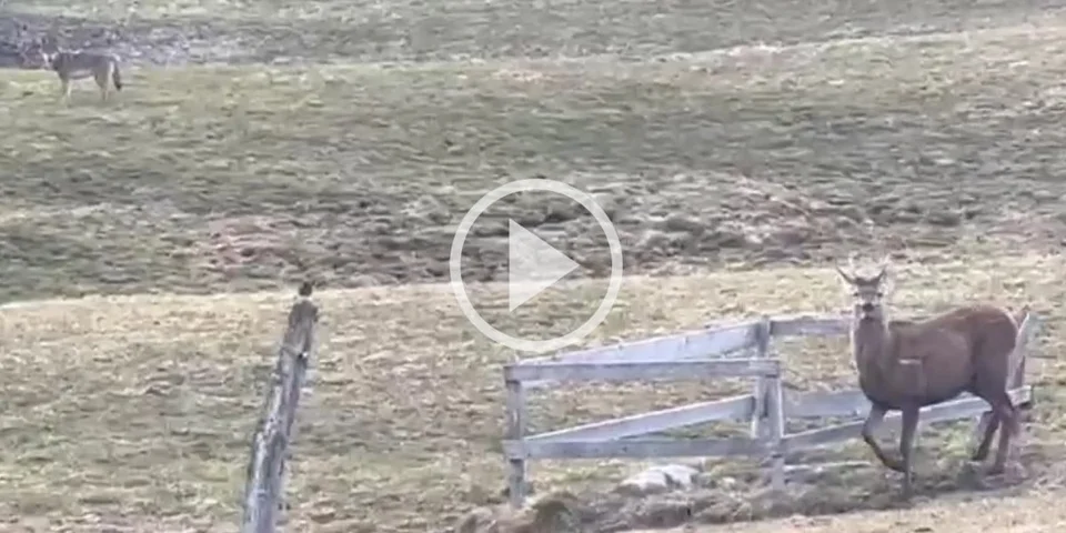[Vidéo] Un homme fait fuir deux loups qui poursuivent un daguet au pied de sa maison