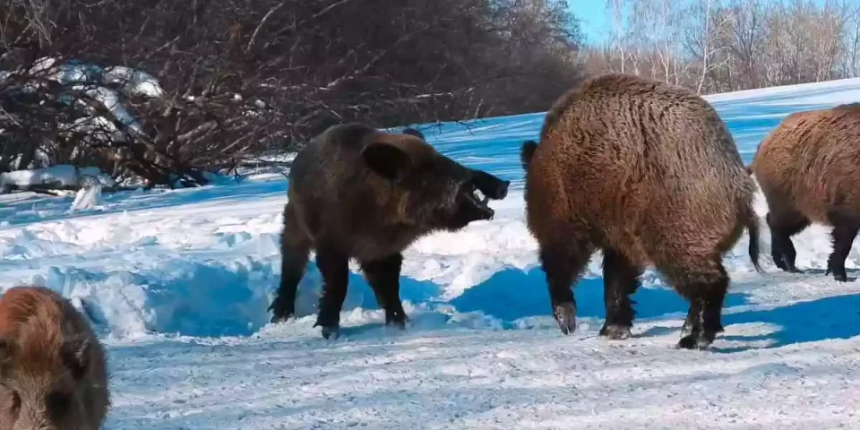deux sangliers calmés par un troisième