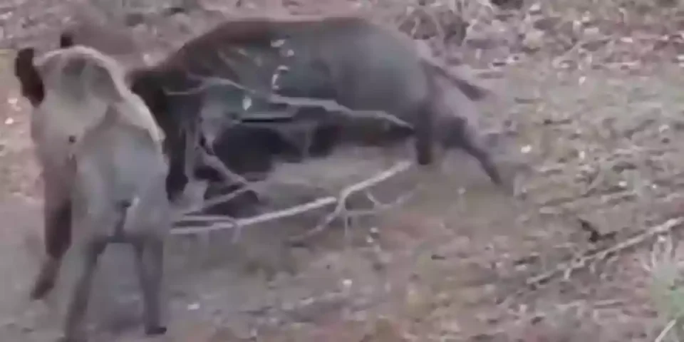 deux gros sangliers s'affrontent