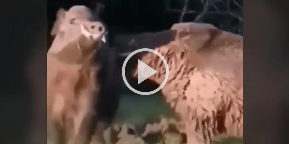 [Vidéo] Deux énormes sangliers se mesurent l’un à l’autre