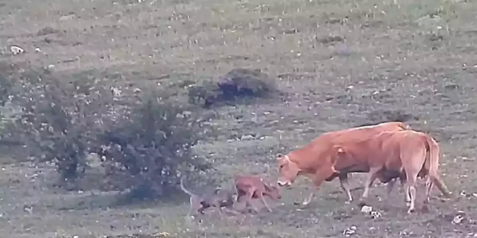 deux vaches défendent un veau face à un loup