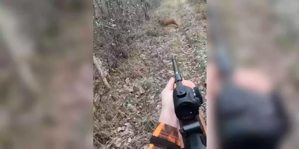 doublé de bêtes rousses