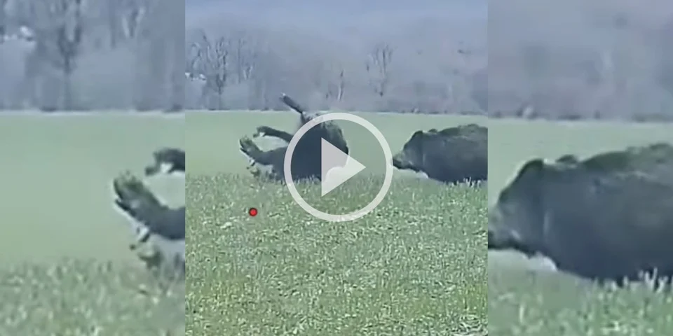 [Vidéo] Un beau doublé de sangliers filmé en shotkam