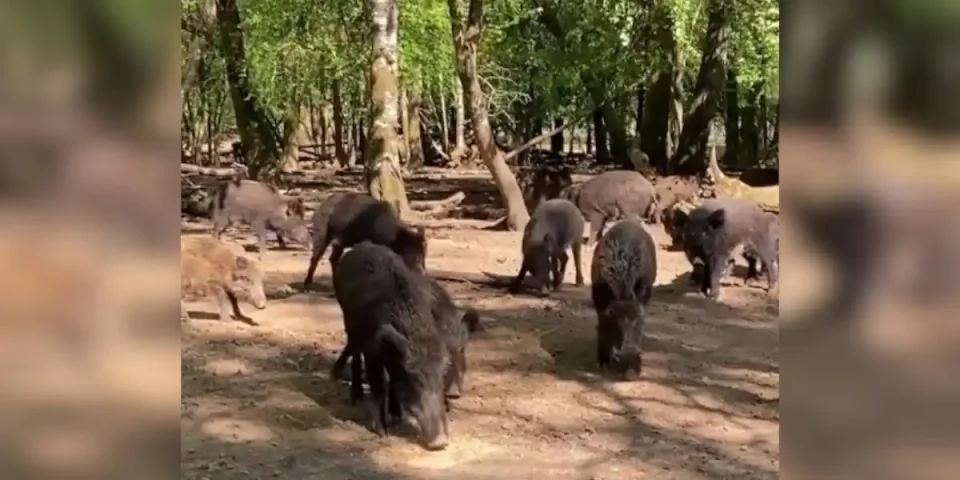 elevage-de-sanglier