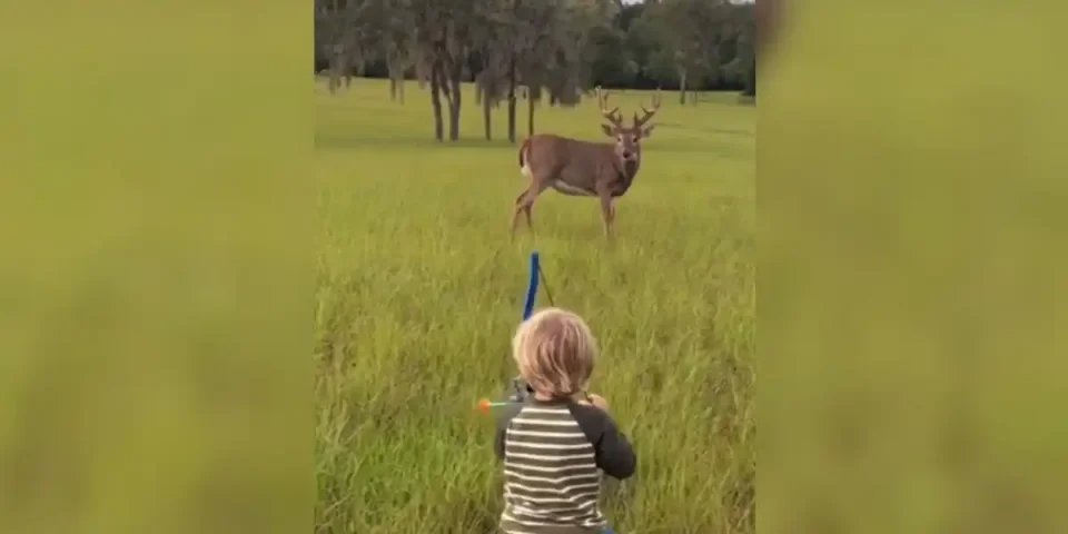 enfant vs cerf de virginie