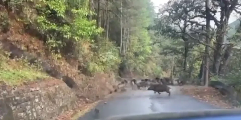 énorme compagnie de sangliers sur une route