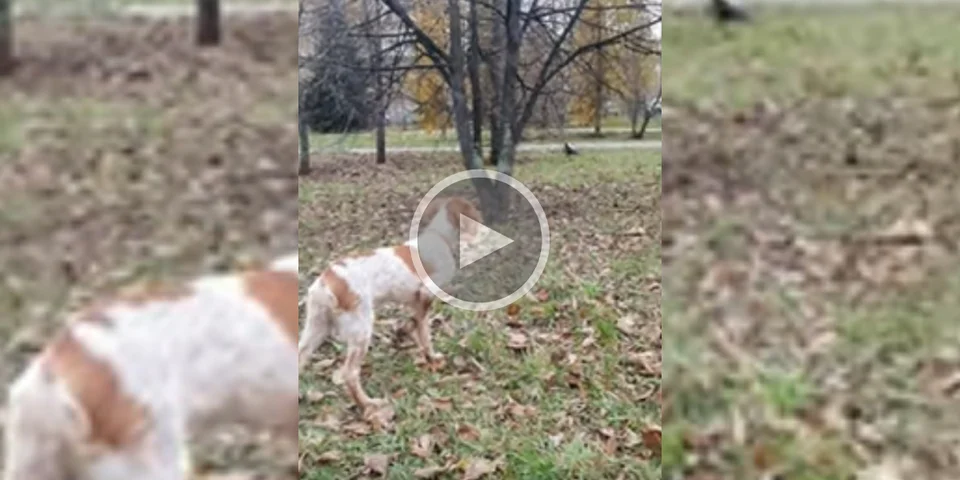 [Vidéo] Quand ton chien se met sans cesse à l’arrêt pendant la balade