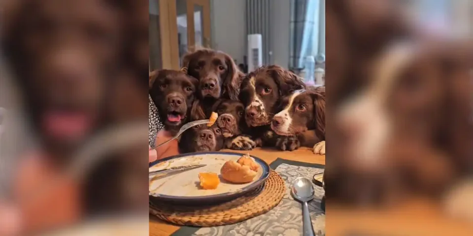 [Vidéo] Difficile de manger avec toute une équipe de Springers!