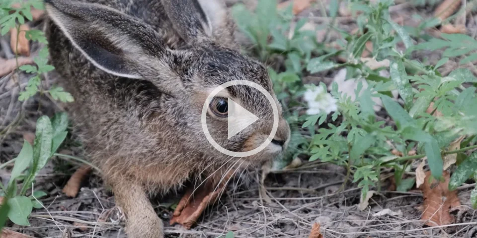 [Vidéo] La Fédération des chasseurs du Doubs présente son étude ambitieuse sur le lièvre