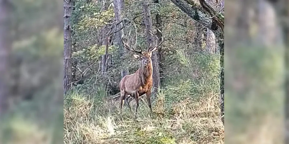 face a un cerf