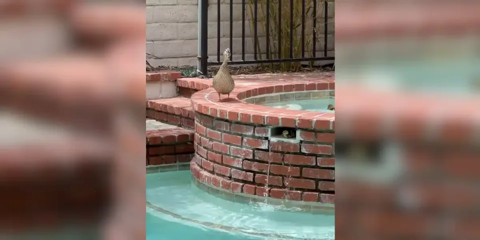 famille canard dans la piscine