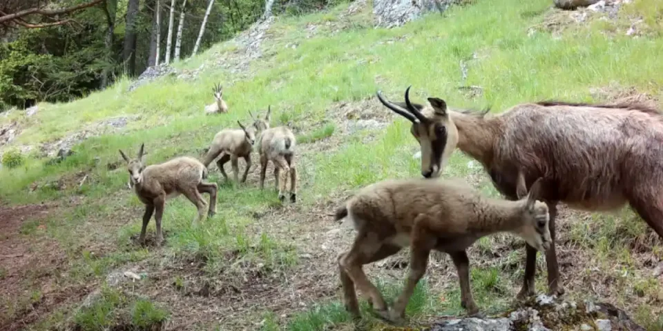 famille-chamois