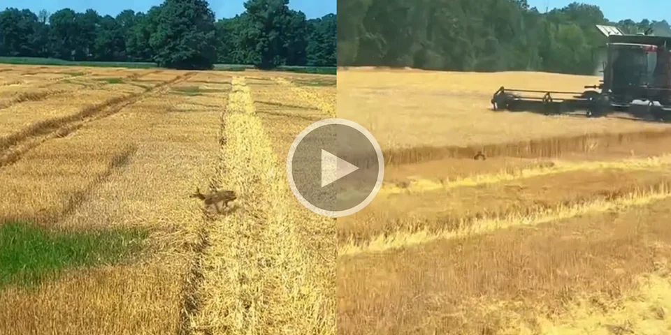 [Vidéo] Un agriculteur filme un faon qui se sauve devant la moissonneuse
