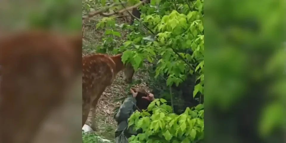 femme-attaquee-par-un-cervide
