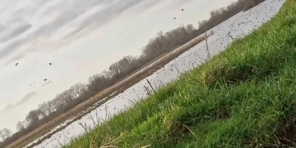 gibier d'eau dans une réserve naturelle en Belgique