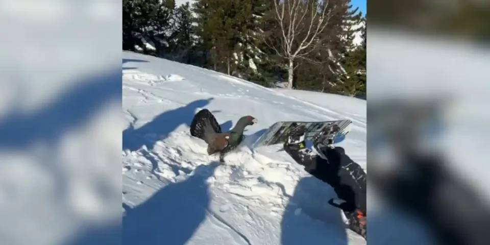 grand tetras vs snowboarder