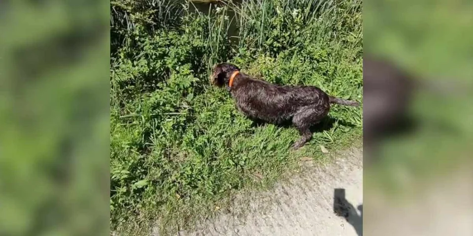 griffon à l'arret