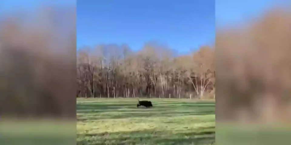 gros loupé sur un sanglier dans les prés