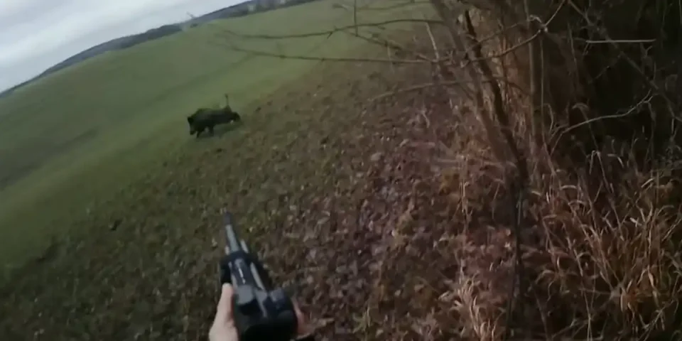 gros sanglier dans la meuse