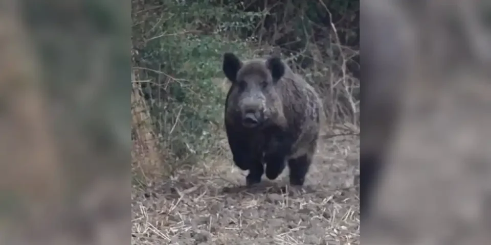 gros sanglier