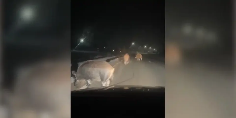 gros sangliers sur la route