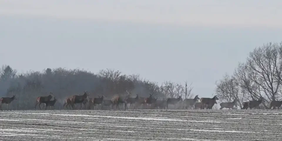 harde cervides dans la neige