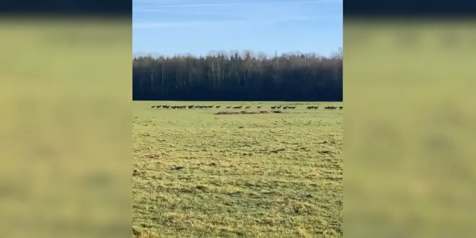 harde dans l'orne