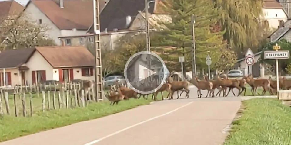 [Vidéo] Une superbe harde de cervidés filmée par une automobiliste dans le Jura