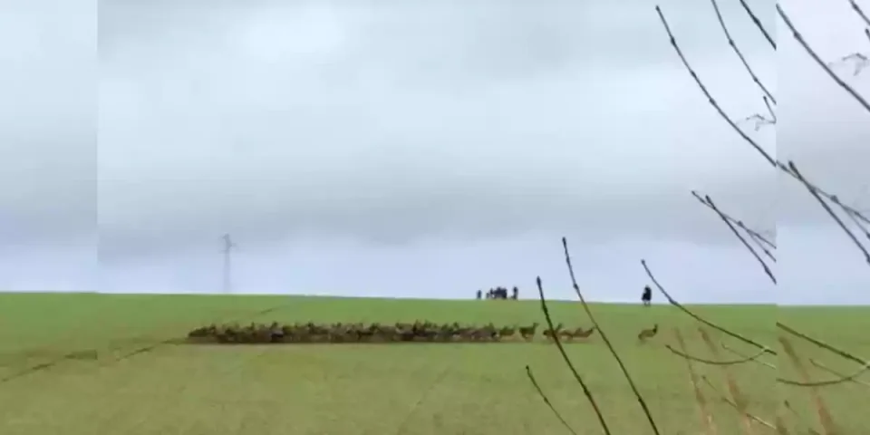 harde de cervidés dans l'Aisne