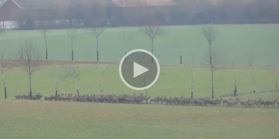 [Vidéo] Une harde de cervidés impressionnante filmée dans l’Aisne