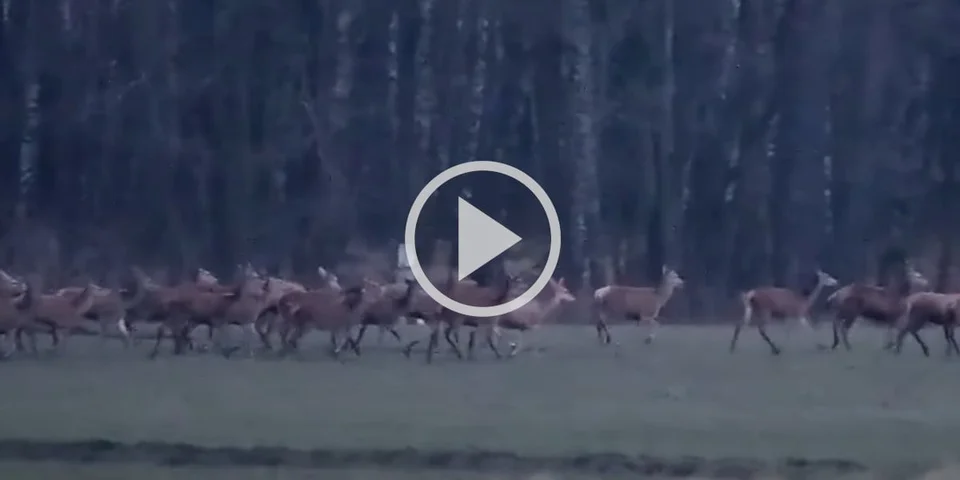[Vidéo] Une harde de cervidés interminable filmée au lever du jour