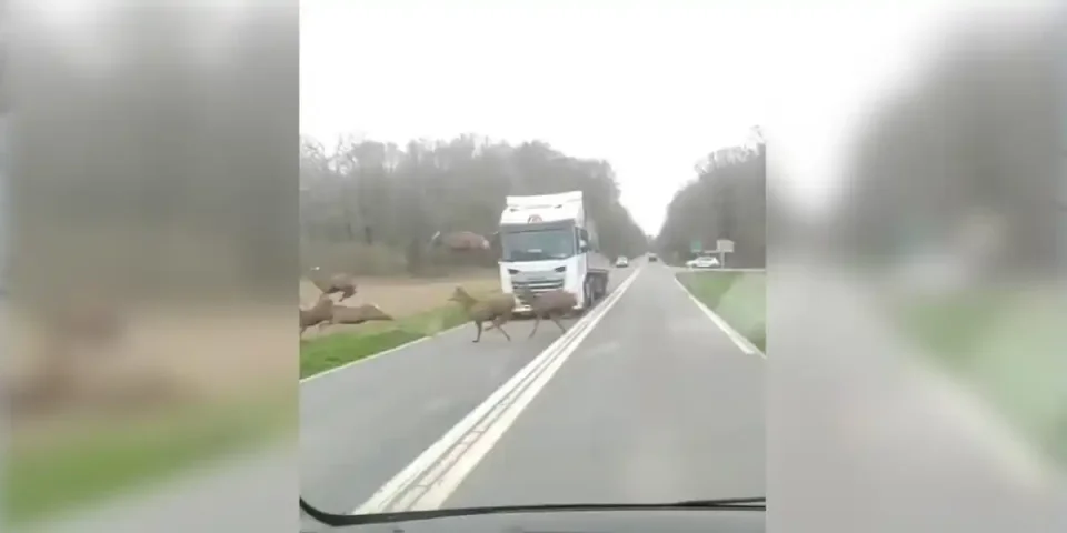 harde devant un camion
