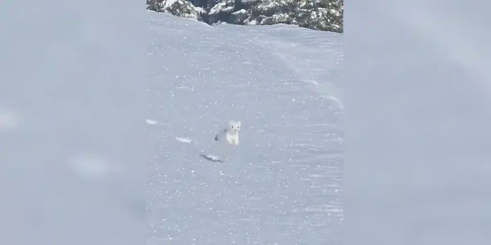 hermine dans la neige