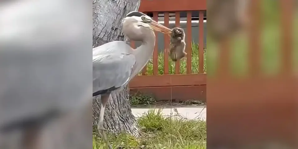 heron-chasseur