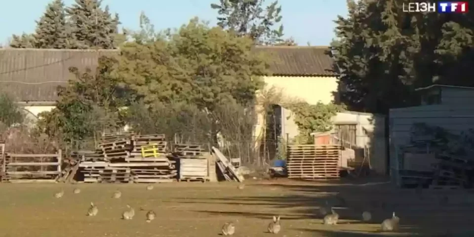 invasion de lapins près de Montpellier
