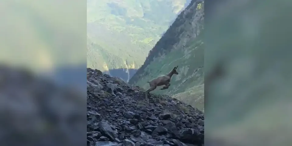 isard parkour