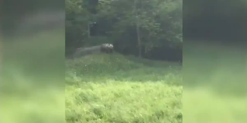 Jeune ours aperçu dans les Pyrénées