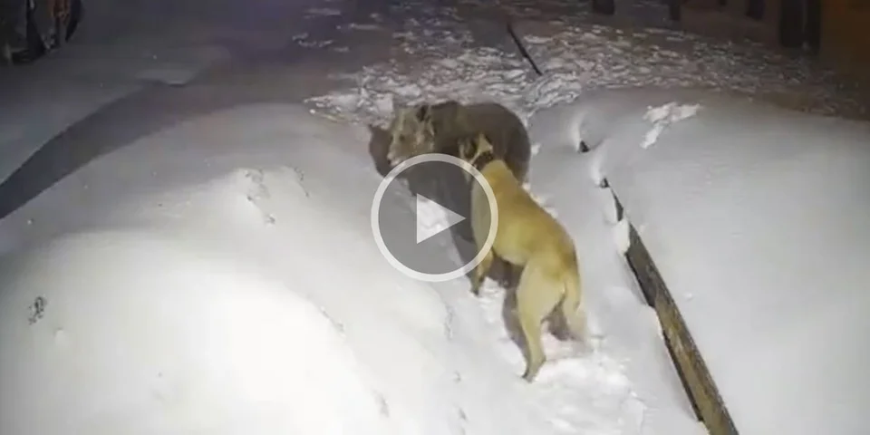 [Vidéo] Un Kangal s’oppose à un ours pour défendre son territoire