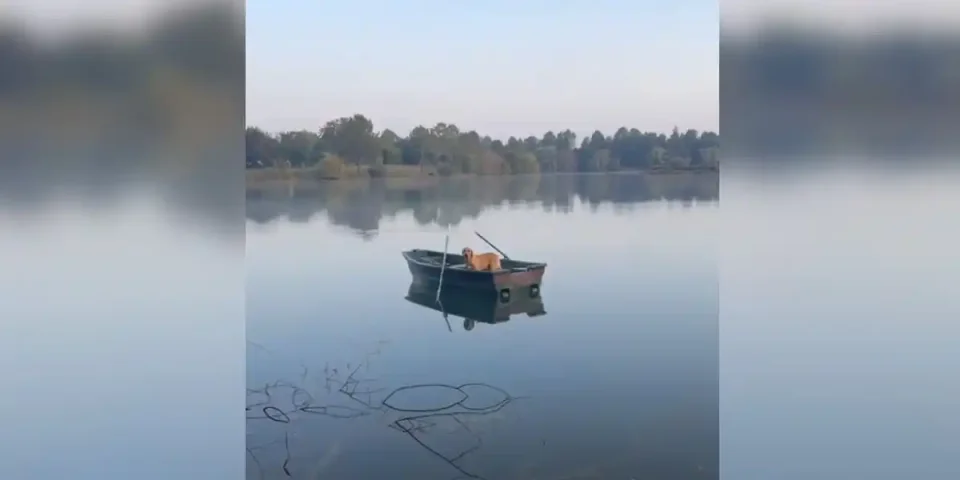 labrador seul dans la barque