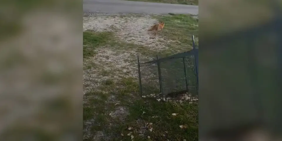 lacher de renard
