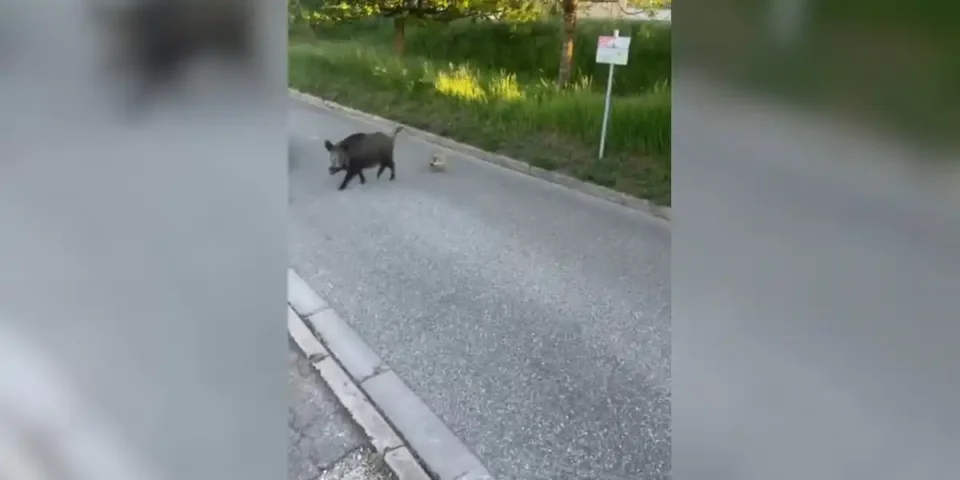 laie et ses marcassins dans la rue