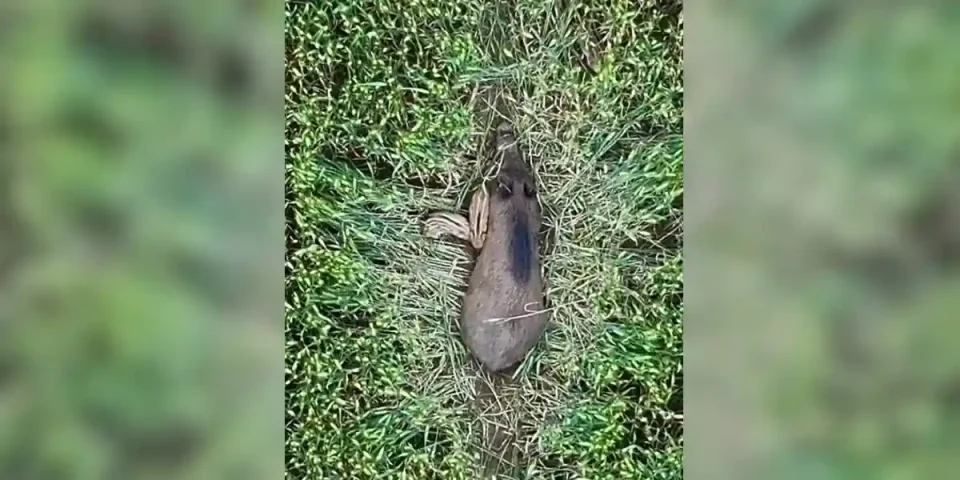 laie et ses marcassins en vue de drone