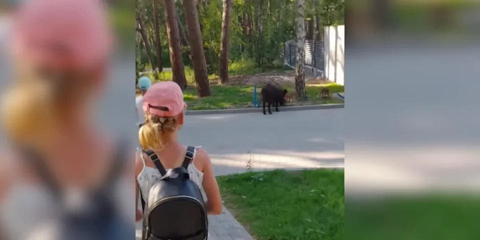 [Vidéo] L’inconscience des parents qui filment leurs enfants près d’une laie suitée