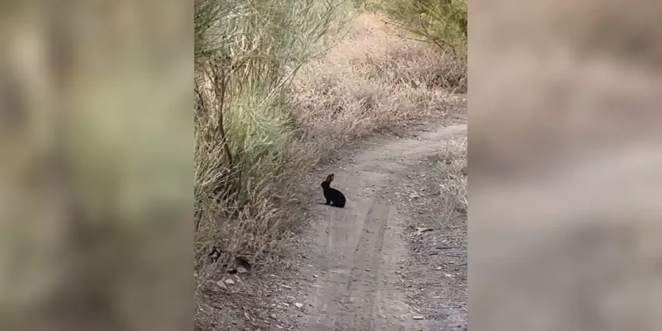 lapin-noir
