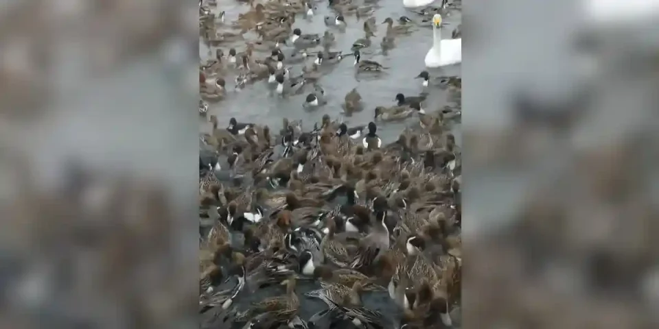 le rêve des sauvaginiers