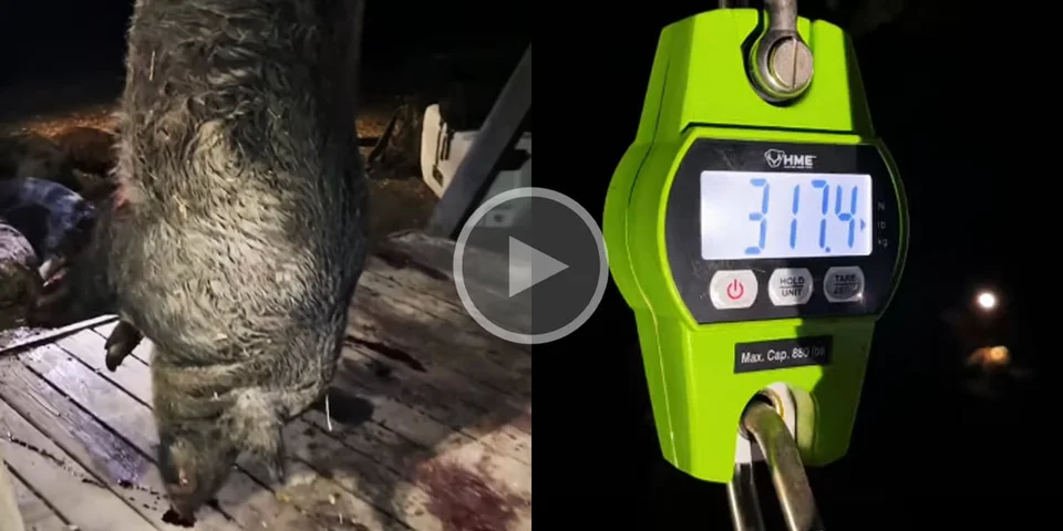[Vidéo] La régulation des gros « feral hogs » bat son plein depuis plusieurs années