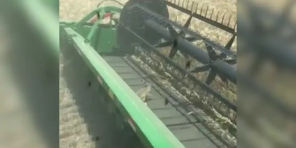 lièvre dans une moissonneuse
