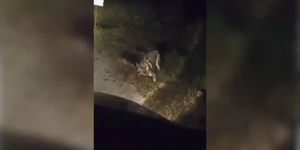 loup chien ou chien loup
