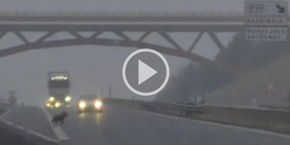 [Vidéo] Un loup a été filmé en train de traverser l’autoroute A75