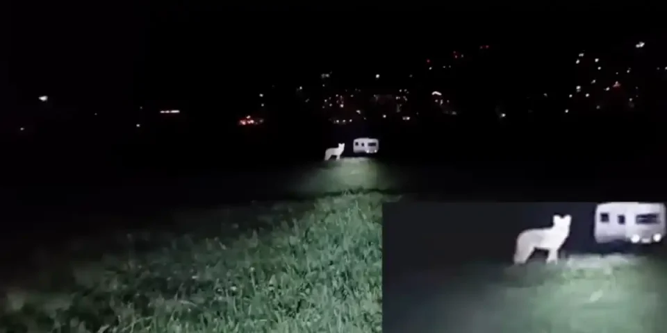 loup vs éleveuse